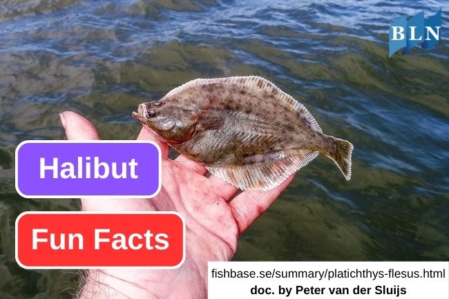 7 Atlantic Halibut Things You Should Know
